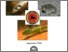 [thumbnail of Rota_Spain_Herp_Survey_summary_final.pdf]