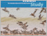 [thumbnail of Lisovski_et_al-2016-WaderStudy.pdf]